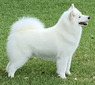 GCh. Metak's Sunrise Ruby, AKC S.T.A.R. Puppy, HT, CGC, TDN (RUBY)